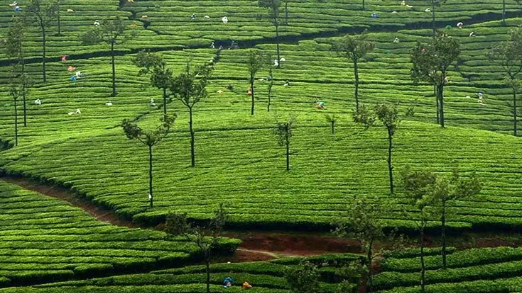 Thekkady Spice Plantations